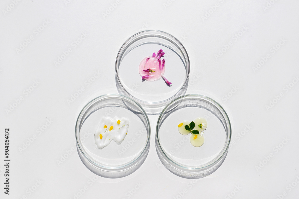 Petri dishes with cosmetic products and plant parts. Natural skin care concept, laboratory research Petri dishes with cosmetic products and plant parts. Natural skin care concept, laboratory research
