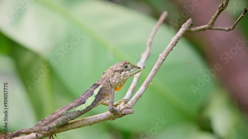 Taiwan japalure on a branch behaviour photo