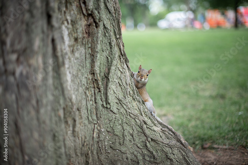 Alert Squirrel in the Park