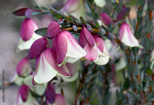 Large, druping bell flowers of the Australian native Pimelea physodes, family Thymelaeaceae. Common name is Qualup bell. Endemic to south Western Australia. Winter to spring flowering