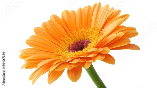 one single orange gerbera daisy flower on white background