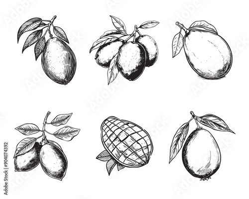 Set of mangoes vector illustrations - hand drawn mangoes - black and white mangoes isolated on white background
