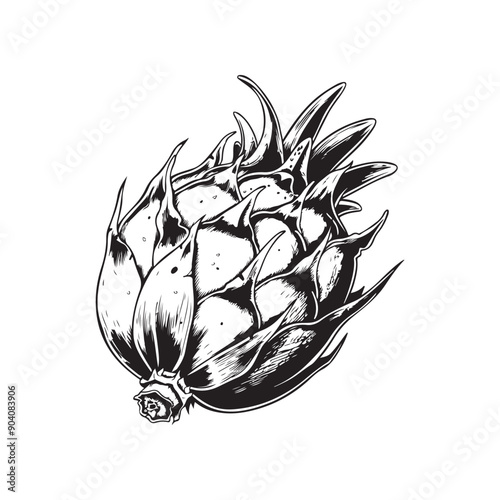 Dragon fruit vector design isolated on white background - black and white pitahaya