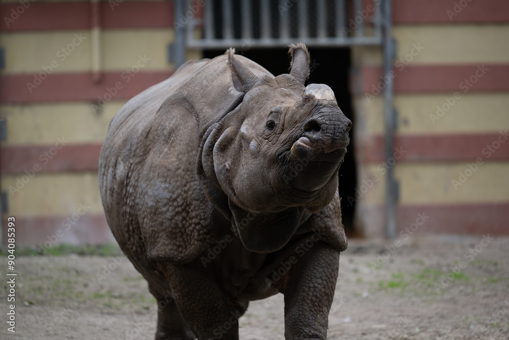 Fototapeta premium rhino in the zoo
