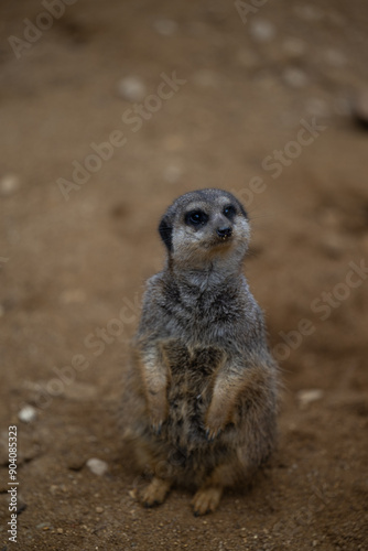 meerkat on the lookout