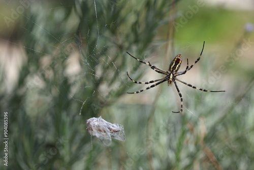 Argiope amoena (golden spider) wrapping up the prey photo