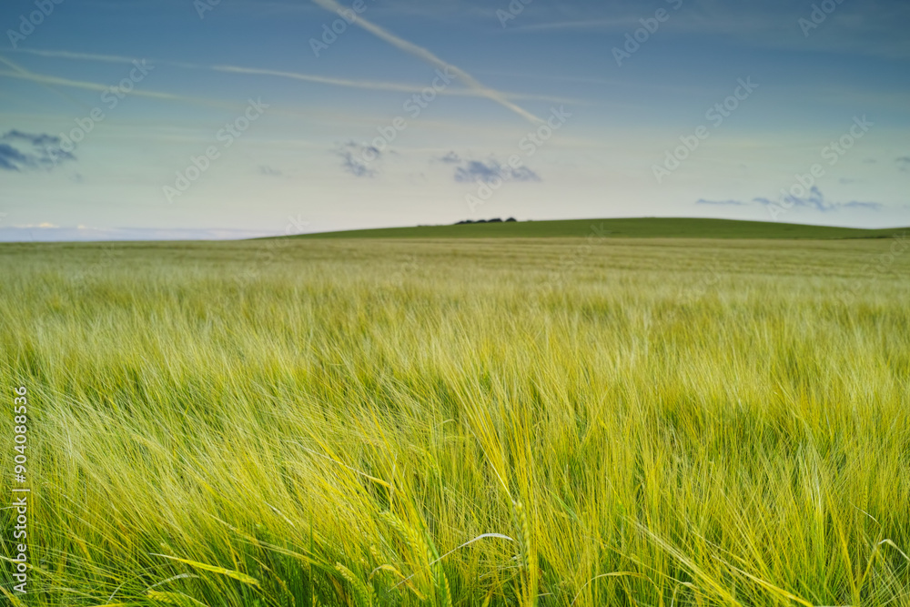 Obraz premium Morning, growth and grass in wheat field for agriculture, sustainability and natural meadow in countryside. Calm landscape, food farming and clouds for plants in Denmark agro environment for farmland