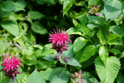 Pink flowers 