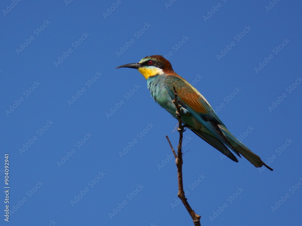 Fototapeta premium A very beautiful multi-colored bird against the blue sky. The European bee-eater (Merops apiaster) is a near passerine bird in the bee-eater family, Meropidae.