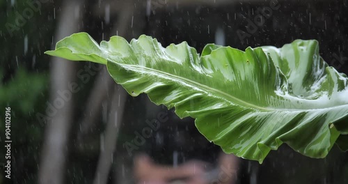 Rain drops on a leaf, water drops on a leaf photo