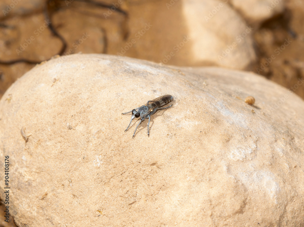 Three Banded Robber Fly Stichopogon Trifasciatus Perched on a Rock in Colorado Three Banded Robber Fly Stichopogon Trifasciatus Perched on a Rock in Colorado