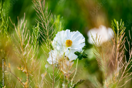 Thistle Poppy Argemone polyanthemos Blooms In a Sunlit Colorado Wildflower Field photo