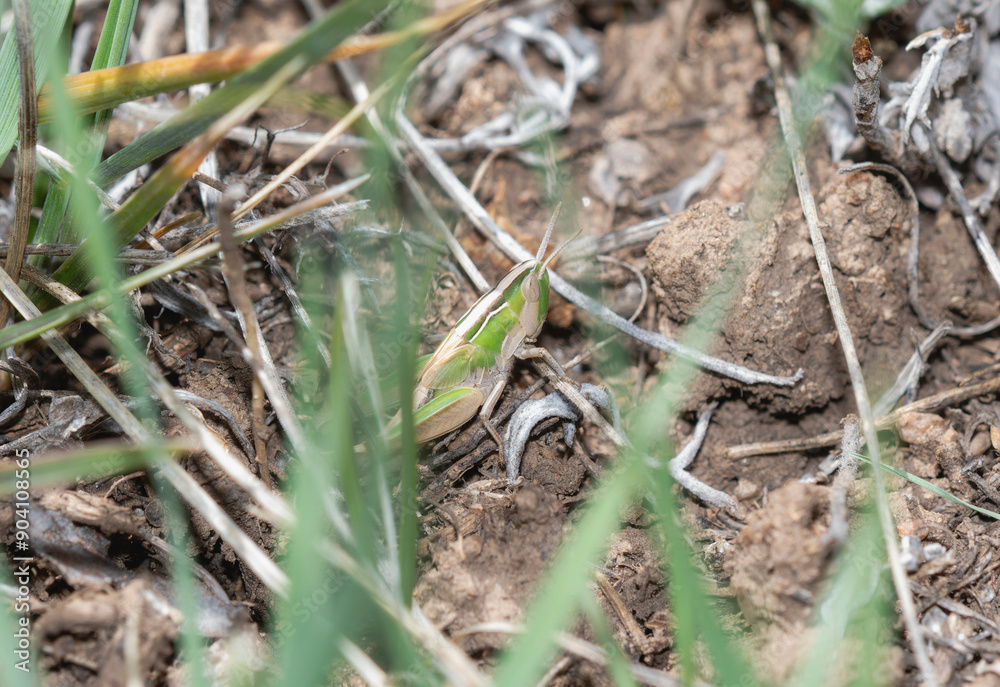 Velvet Striped Grasshopper Eritettix simplex in Natural Habitat on Colorado Soil Among Grasses in Summer Velvet Striped Grasshopper Eritettix simplex in Natural Habitat on Colorado Soil Among Grasses in Summer