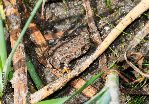 Woodhouse's Toad Anaxyrus woodhousii Among Vegetation in Colorado Wetlands photo