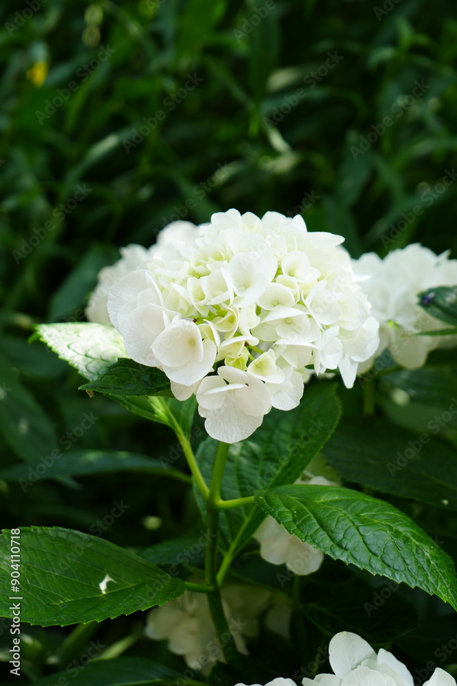 Flower Flower