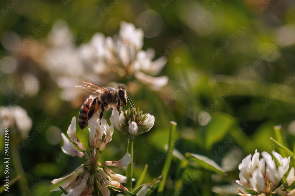 Honey bee collecting nectar on clover blossom. Pollination. Environmental concept, saving the bees concept Honey bee collecting nectar on clover blossom. Pollination. Environmental concept, saving the bees concept