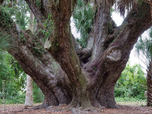 Closeup of the iconic Mammoth Live Oak at Lake Griffin, a massive, ancient tree with sprawling branches and deep roots.