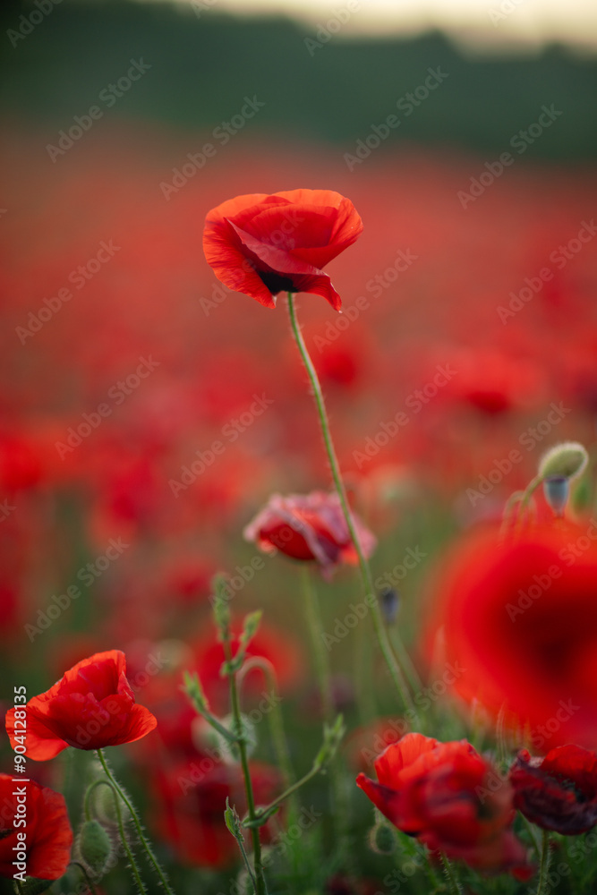 Fototapeta premium Poppies Field Flowers Summer - Close-up of red poppies blooming in a field during the summer.