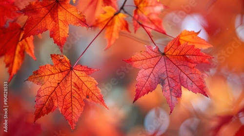 Closeup on bright red maple leaves, botanical background close up, crisp fall, vibrant, blend mode, nature reserve, copy space for text