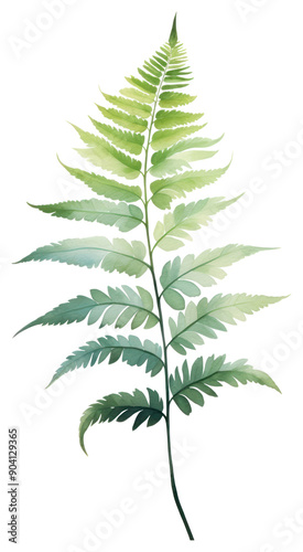 PNG Plant leaf fern cannabis.