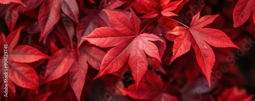 Detailed view of red maple leaves, botanical background close up, autumn colors, vibrant, fusion, backyard, copy space for text