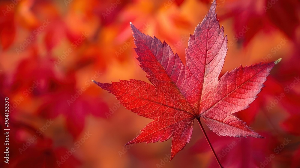 Vivid red maple leaves closeup, botanical background close up, seasonal charm, vibrant, manipulation, arboretum, copy space for text Vivid red maple leaves closeup, botanical background close up, seasonal charm, vibrant, manipulation, arboretum, copy space for text