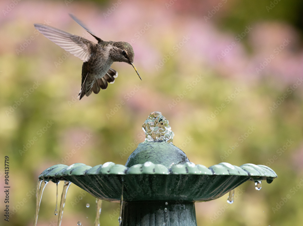 hummingbird at fountain