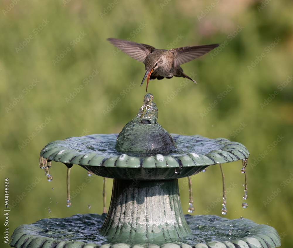 hummingbird at fountain
