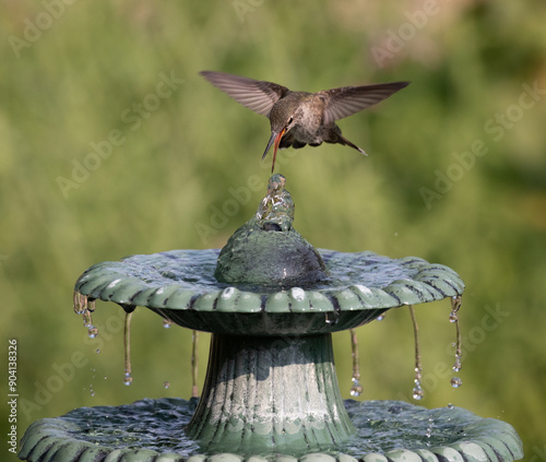 Obraz na płótnie hummingbird at fountain w salonie