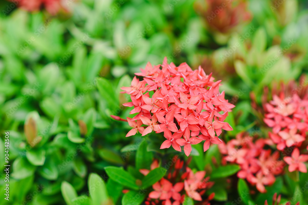 red flower and other name Ixora flower Spike flowers in garden red flower and other name Ixora flower Spike flowers in garden