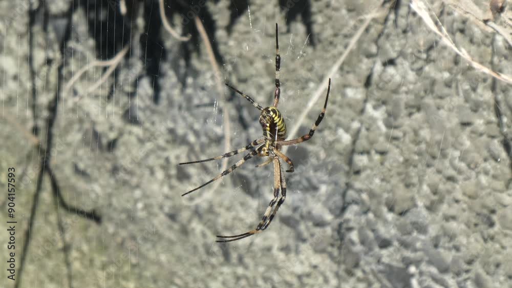巣でぶら下がるナガコガネグモ
巣でぶら下がるナガコガネグモ