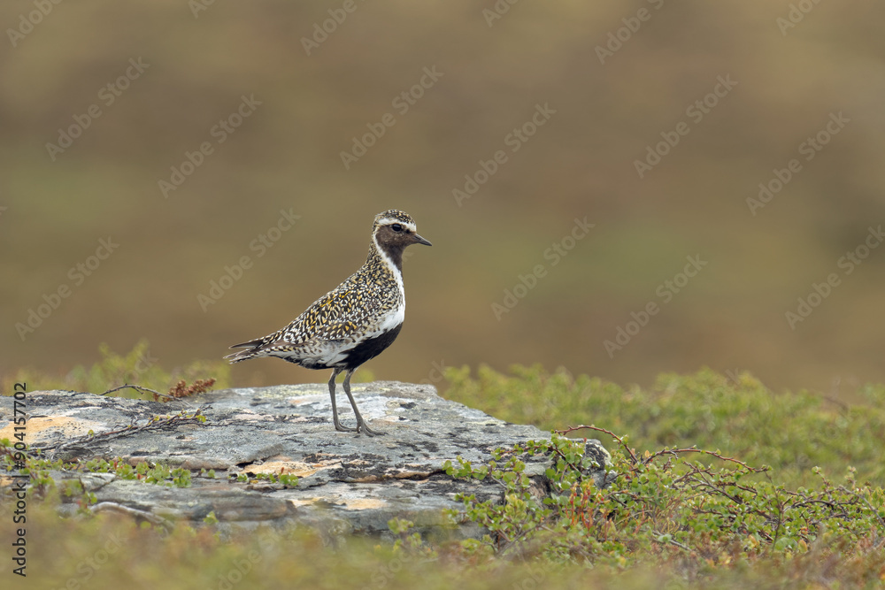 Golden plover in Norwegian fell, Varanger Peninsula Golden plover in Norwegian fell, Varanger Peninsula
