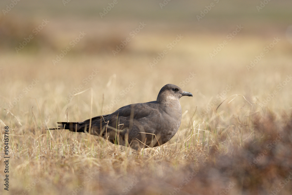 Arctic Skua on the ground in Varanger Peninsula, Northern Norway Arctic Skua on the ground in Varanger Peninsula, Northern Norway