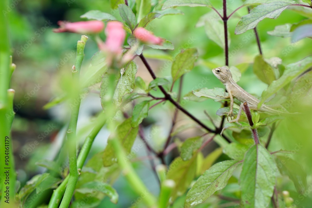 Focus on baby of Oriental garden lizard, Eastern garden lizard or Changeable lizard (Calotes versicolor) on holy basil, Thai basil or hot basil trees. Wildlife animal and nature background. Focus on baby of Oriental garden lizard, Eastern garden lizard or Changeable lizard (Calotes versicolor) on holy basil, Thai basil or hot basil trees. Wildlife animal and nature background.