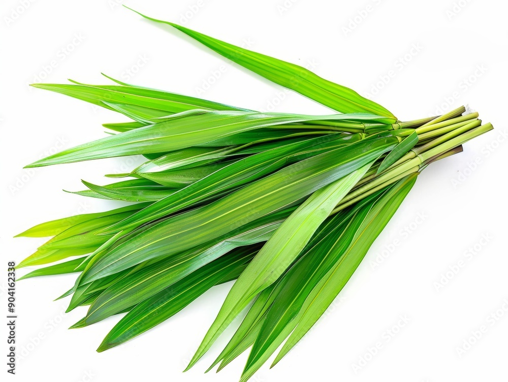 Photo of pandan (bai toey) leaves, isolated on white background Photo of pandan (bai toey) leaves, isolated on white background
