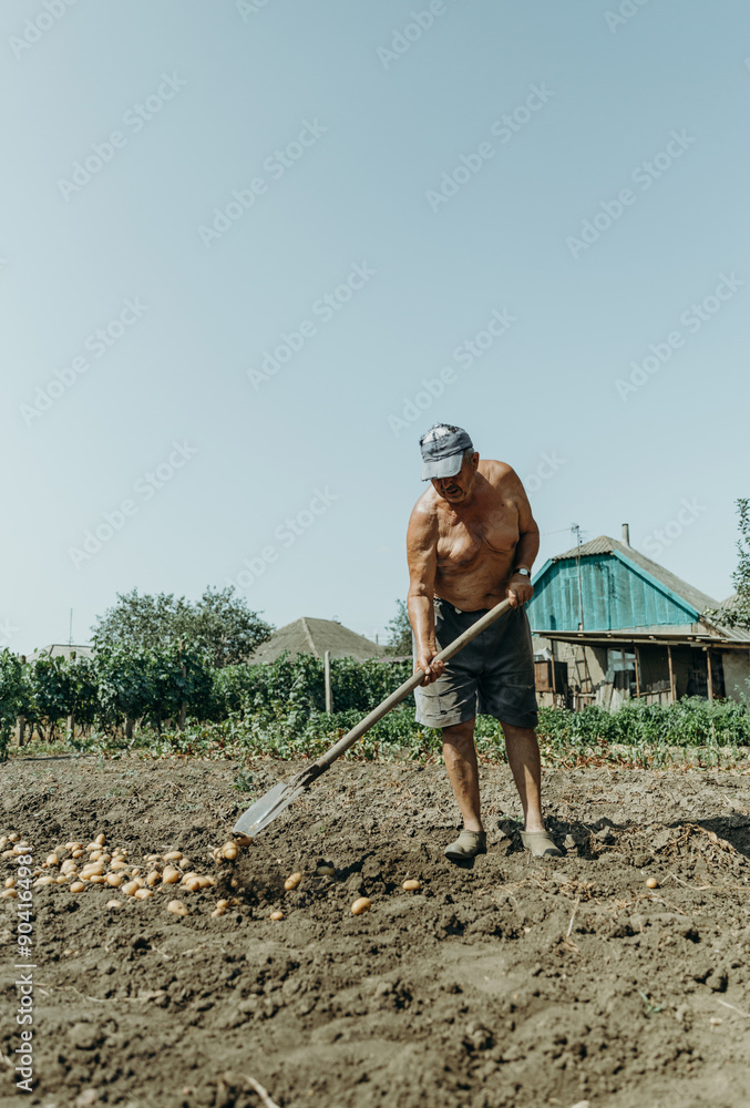 Portrait of a man digging potatoes in a vegetable garden. Portrait of a man digging potatoes in a vegetable garden.