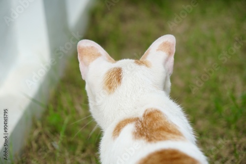 Rear view of adorable white and orange cat sitting and looking to somethings on the green grass on ground with copy space. animal portrait.