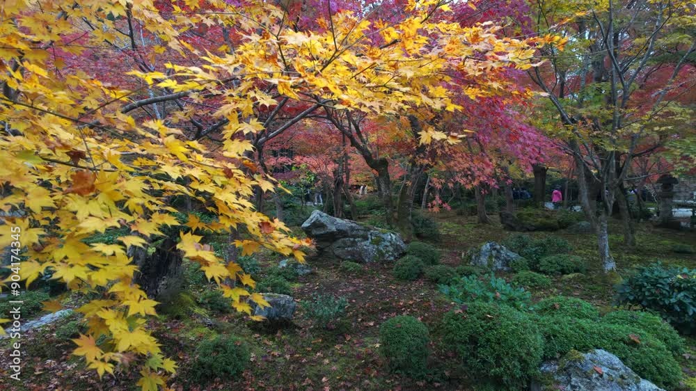 Autumn season in Japan, panning shot showcasing the vibrant leaves changing color at the beautiful Japanese gardens of Enko-ji temple in Kyoto. Autumn season in Japan, panning shot showcasing the vibrant leaves changing color at the beautiful Japanese gardens of Enko-ji temple in Kyoto.