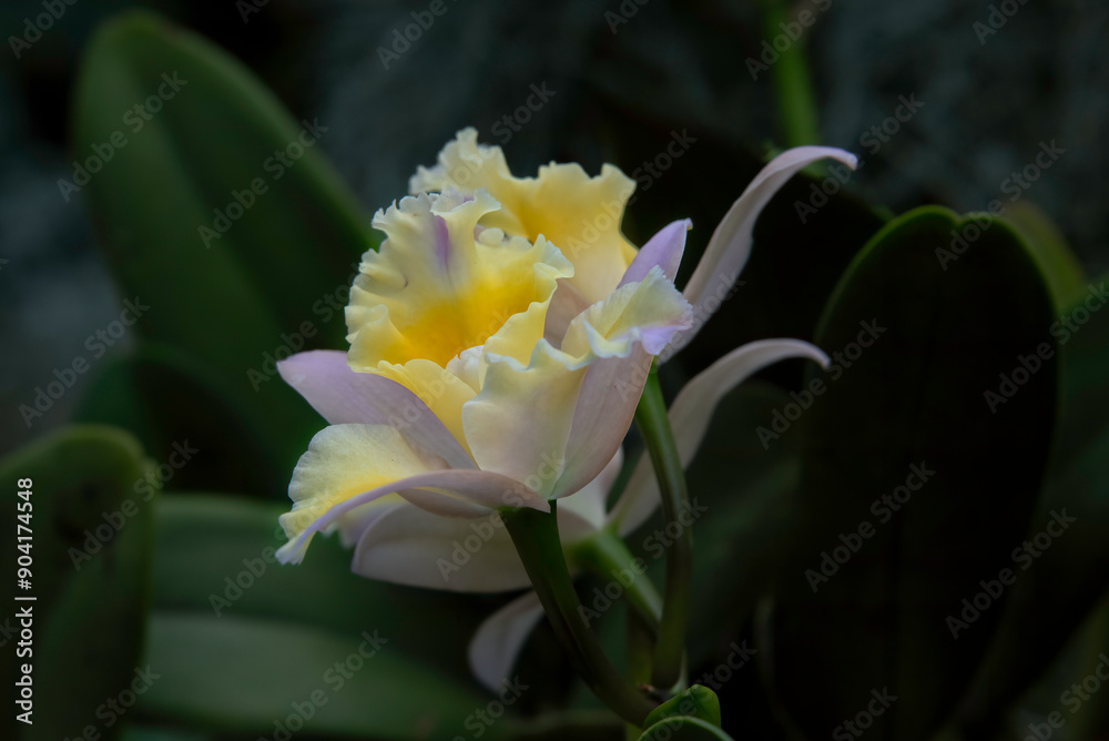 Fototapeta premium Orchid