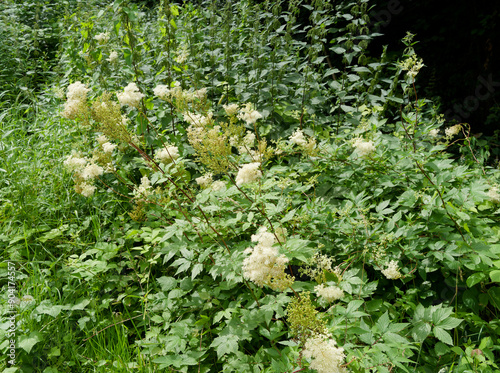 Filipendula ulmaria - Dense tufts of wild meadowsweets creamy-white flowers on erect reddish stems invading the embankment of a fen-meadow photo