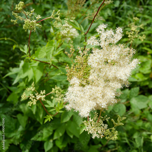 Filipendula ulmaria -  Wild meadowsweet or queen of the meadow, delicate clumps of cottony creamy-white flowers in cymes on reddish erect stems with dark green divided leaves photo