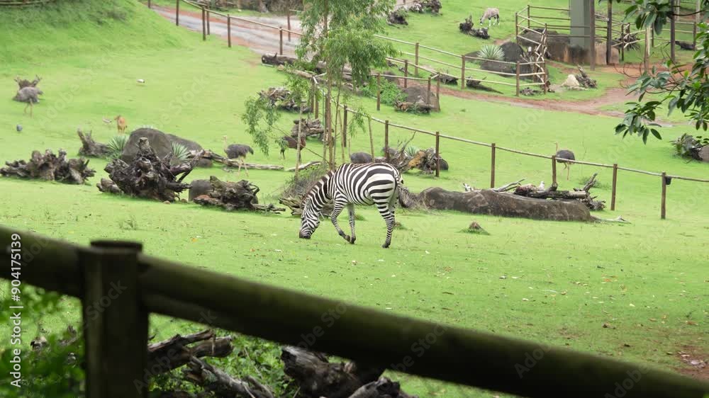 Zebra em um campo de zoológico comendo grama 