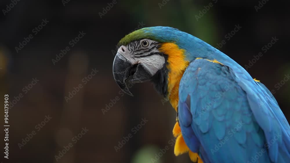 Arara se alimentando na floresta Arara se alimentando na floresta