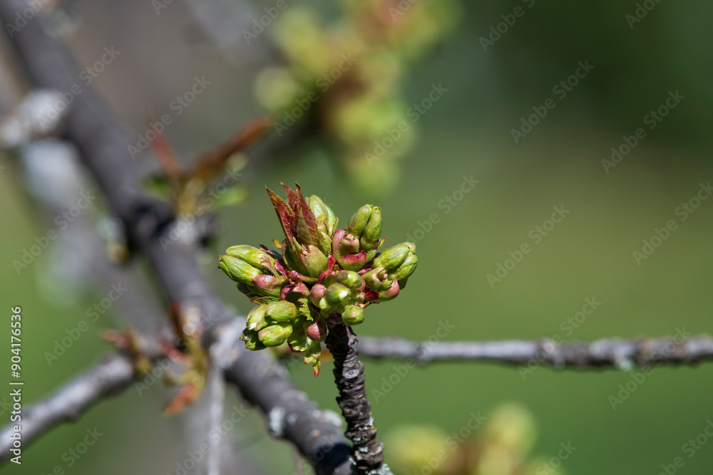 A cherry tree with buds in the south of France, early spring with unopened flowers A cherry tree with buds in the south of France, early spring with unopened flowers