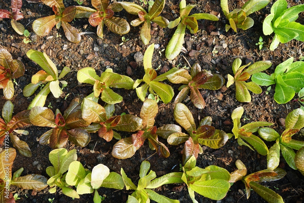 Top view, Group of red cos salad veggies on soil with morning light. Fresh homegrown, organic green vegetables, raw food. Plant plot in urban farming styles. Home gardening concept. Top view, Group of red cos salad veggies on soil with morning light. Fresh homegrown, organic green vegetables, raw food. Plant plot in urban farming styles. Home gardening concept.