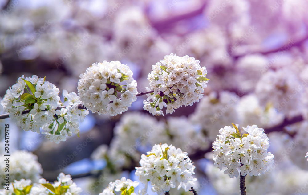 Cherry blossom branch in the garden in spring
Cherry blossom branch in the garden in spring