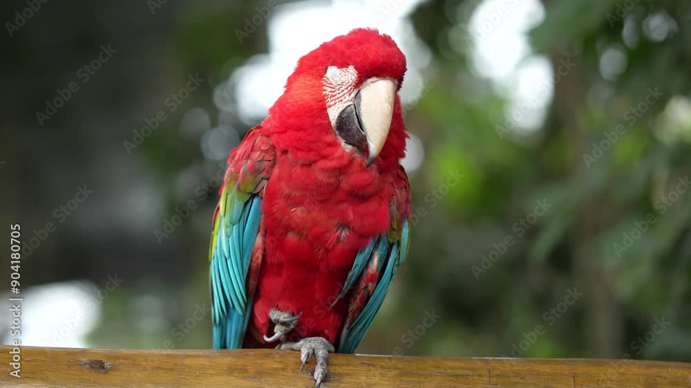Arara observando parada em um galho na floresta