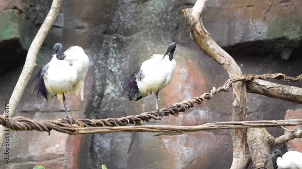 Ibis sagrado em cima de uma corda ajeitando suas penas