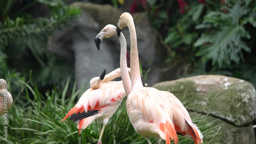 Flamingos andando em um campo na floresta Flamingos andando em um campo na floresta