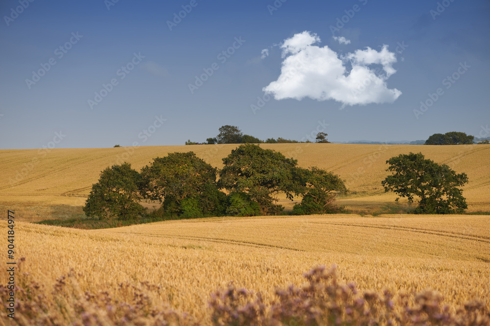 Obraz premium Sky, trees and wheat field in nature for agriculture, sustainability or harvest in countryside. Ecology, crop and grain development on farm for environment, landscape or growth in Switzerland